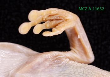 Media type: image;   Herpetology A-11652 Description: Specimen photo;  Aspect: underside of left forefoot